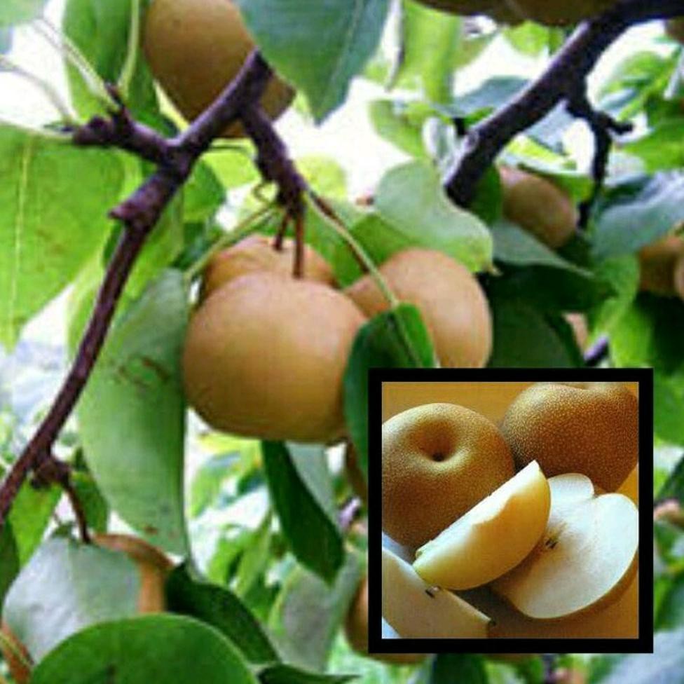 Asli Bibit Buah Pir Coklat #_#