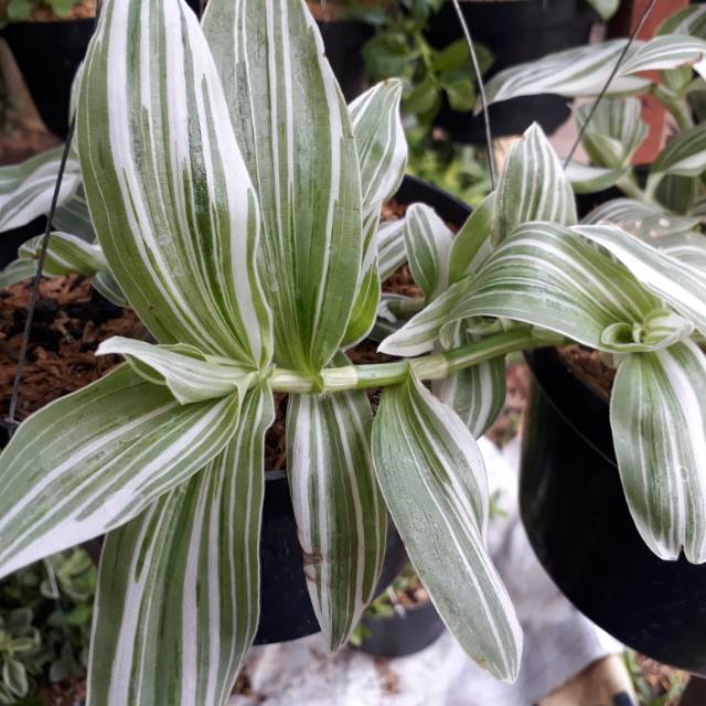 Tanaman Hias Tradescantia Fluminensis