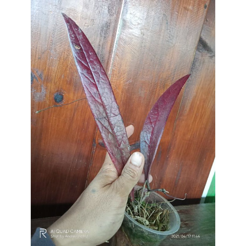 Hoya sulawesiana red