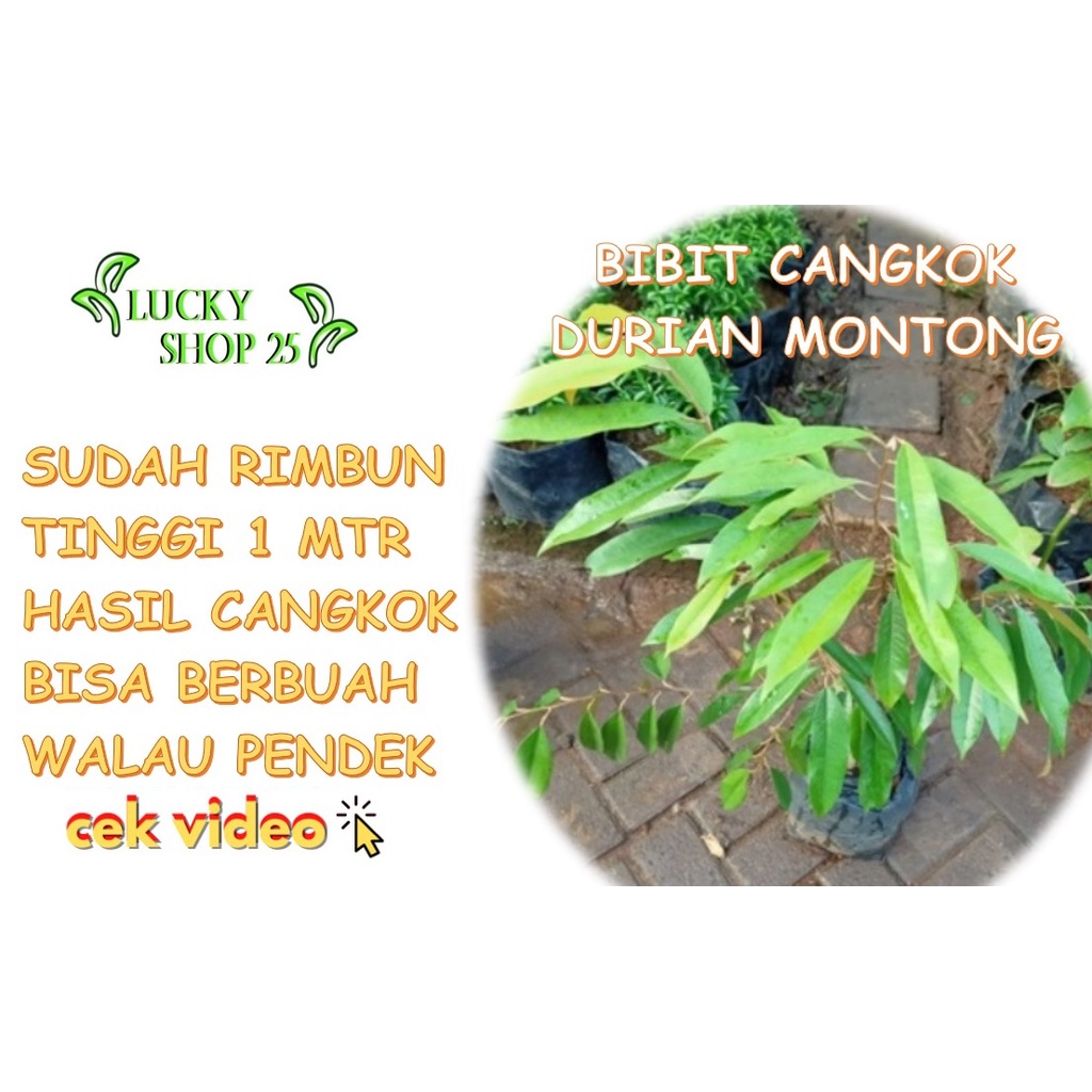 [CANGKOK] BIBIT TANAMAN POHON BUAH DUREN DURIAN MONTONG MUSANG KING MEDAN PALU BAWOR