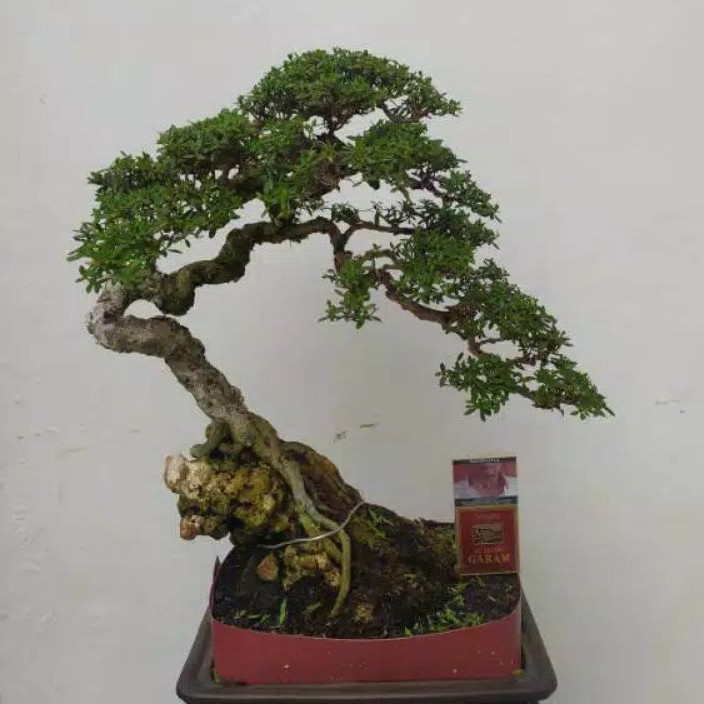 Biji Bonsai Santigi