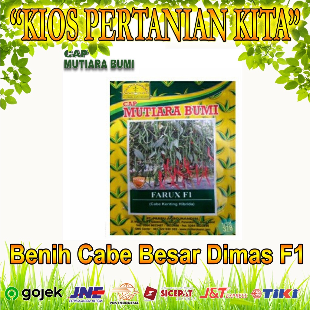 Benih Cabe Besar Hibrida DIMAS F1 isi 150 biji CAP MUTIARA BUMI