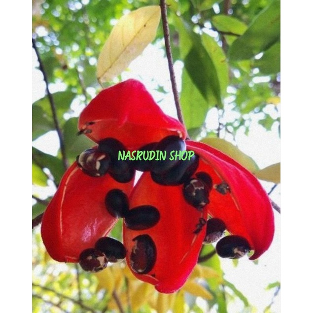 

[Fresh] BIBIT BERANGAN CINA (POHON) STERCULIA MONOSPERMA BUAH MATA PHOENIX BUAH SAUDARI KETUJUH