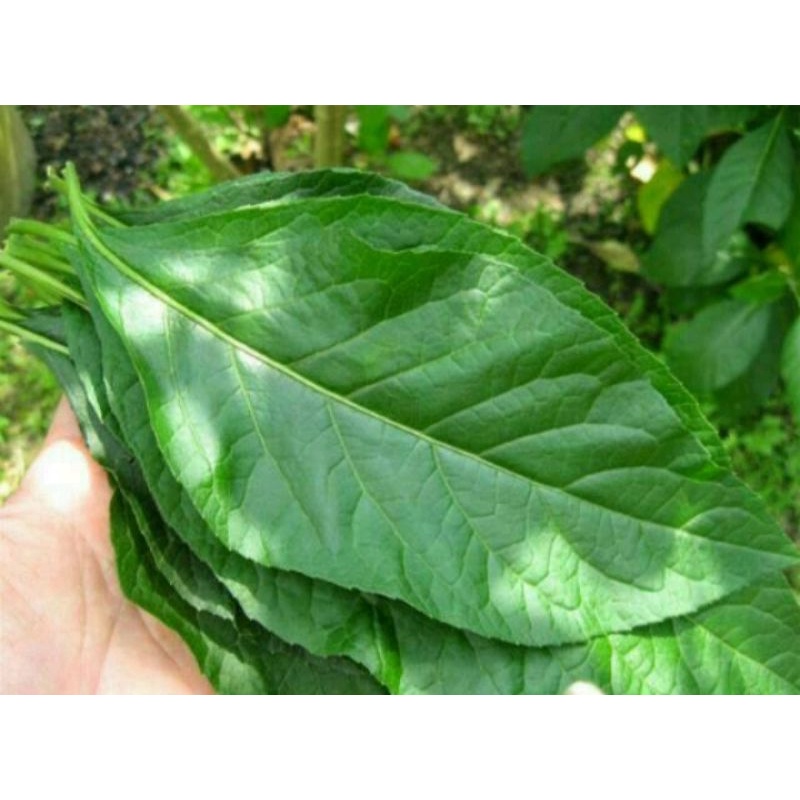 

Herbal Daun Afrika /Insulin Segar langsung petik 50 lembar