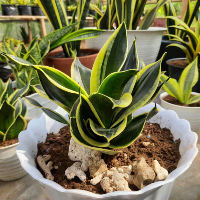 sansivera pagoda/sansivera mini indukan