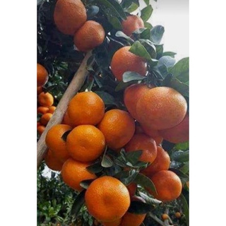 Bibit Jeruk Mandarin
