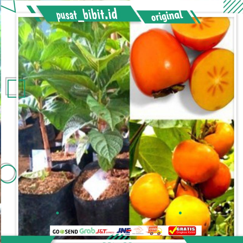 bibit kesemek jepang