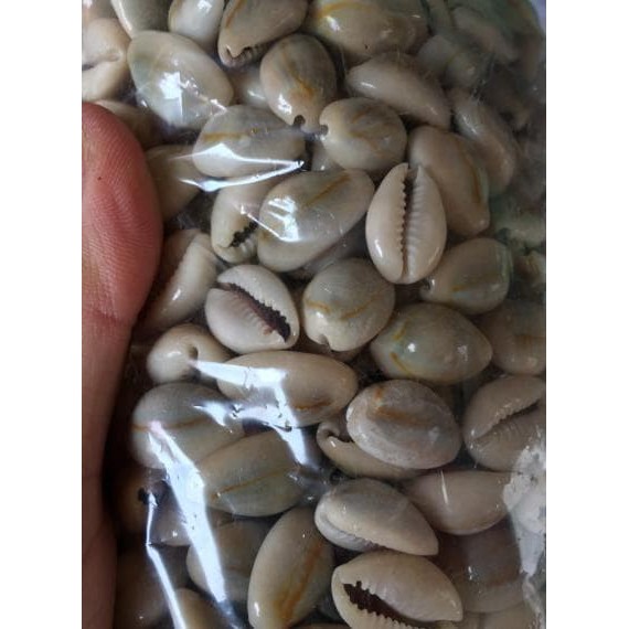 Biji Congklak/Kuwuk/Kuwuk/Keong/1 Kg