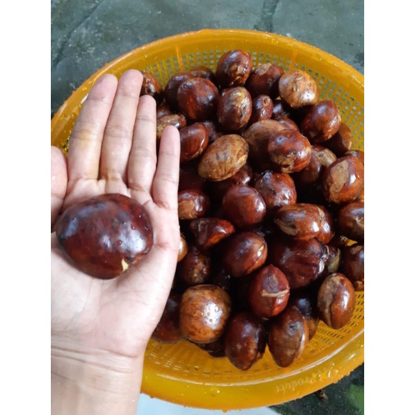 

Jengkol segar 1kg