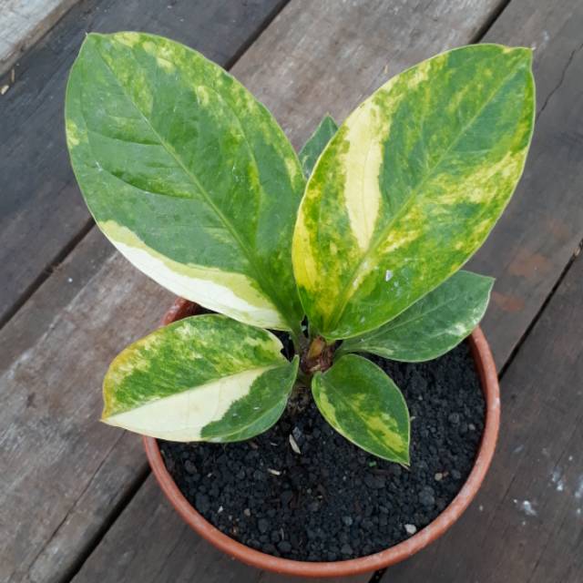 Jemani Varigata Antorium