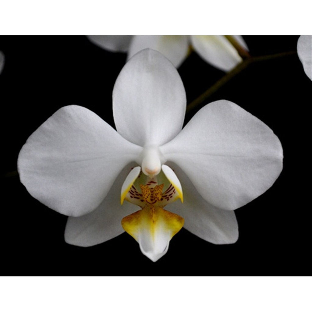 Anggrek Phalaenopsis Ariadne (Aphrodite x Stuartiana)