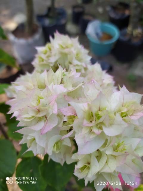 bugenvil cery blosom / bugenvil tumpuk putih varigata / cerry blosom