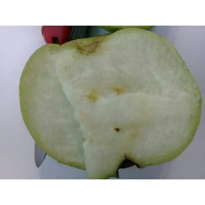 Bibit cangkok jambu siumik pala