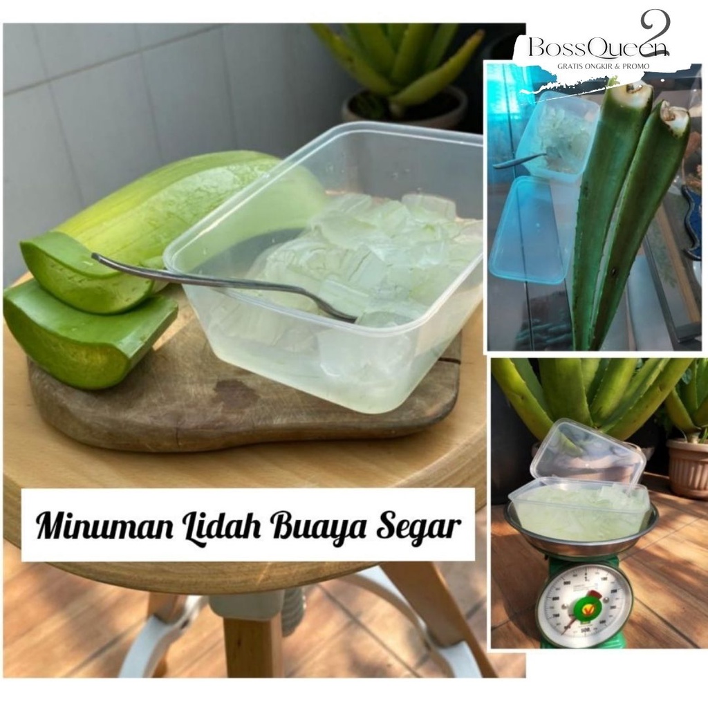 PELEPAH LIDAH BUAYA JUMBO / DAUN LIDAH BUAYA / BIBIT LIDAH BUAYA / MINUMAN LIDAH BUAYA / ALOE KUPAS DIJAMIN BEBAS PEPETISIDA