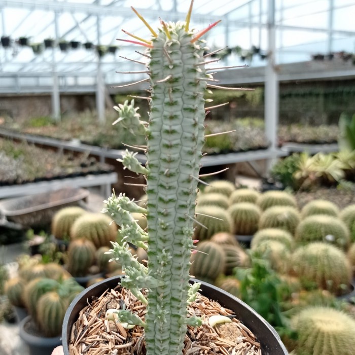 euphorbia mammillaris variegata