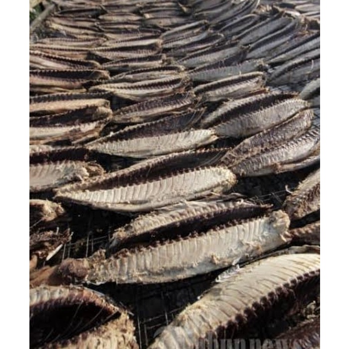 

Ikan Kayu Fresh