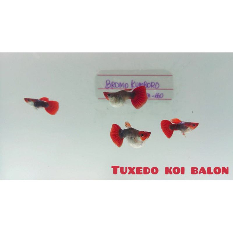 Guppy Tuxedo Koi Short Body Balon