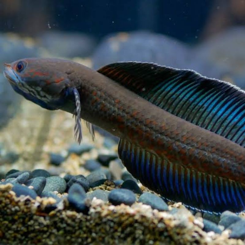 ikan channa andrao CB 4-5cm