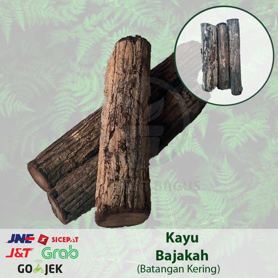 Kayu Bajakah Asli Kalimantan