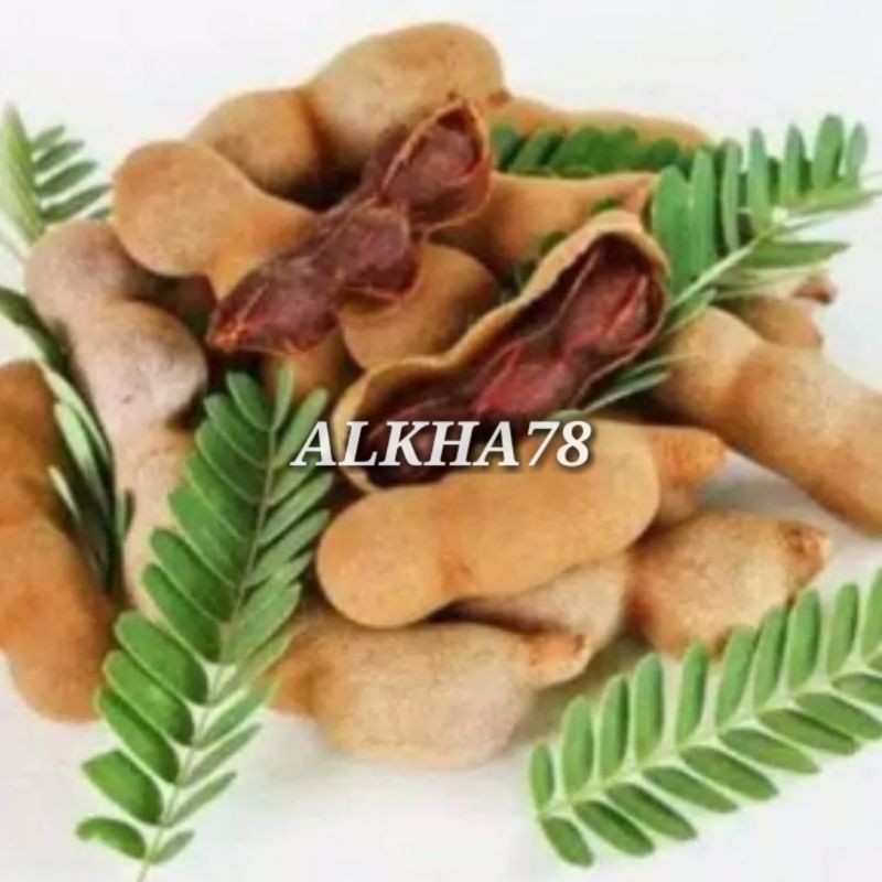 benih asem / asam jawa