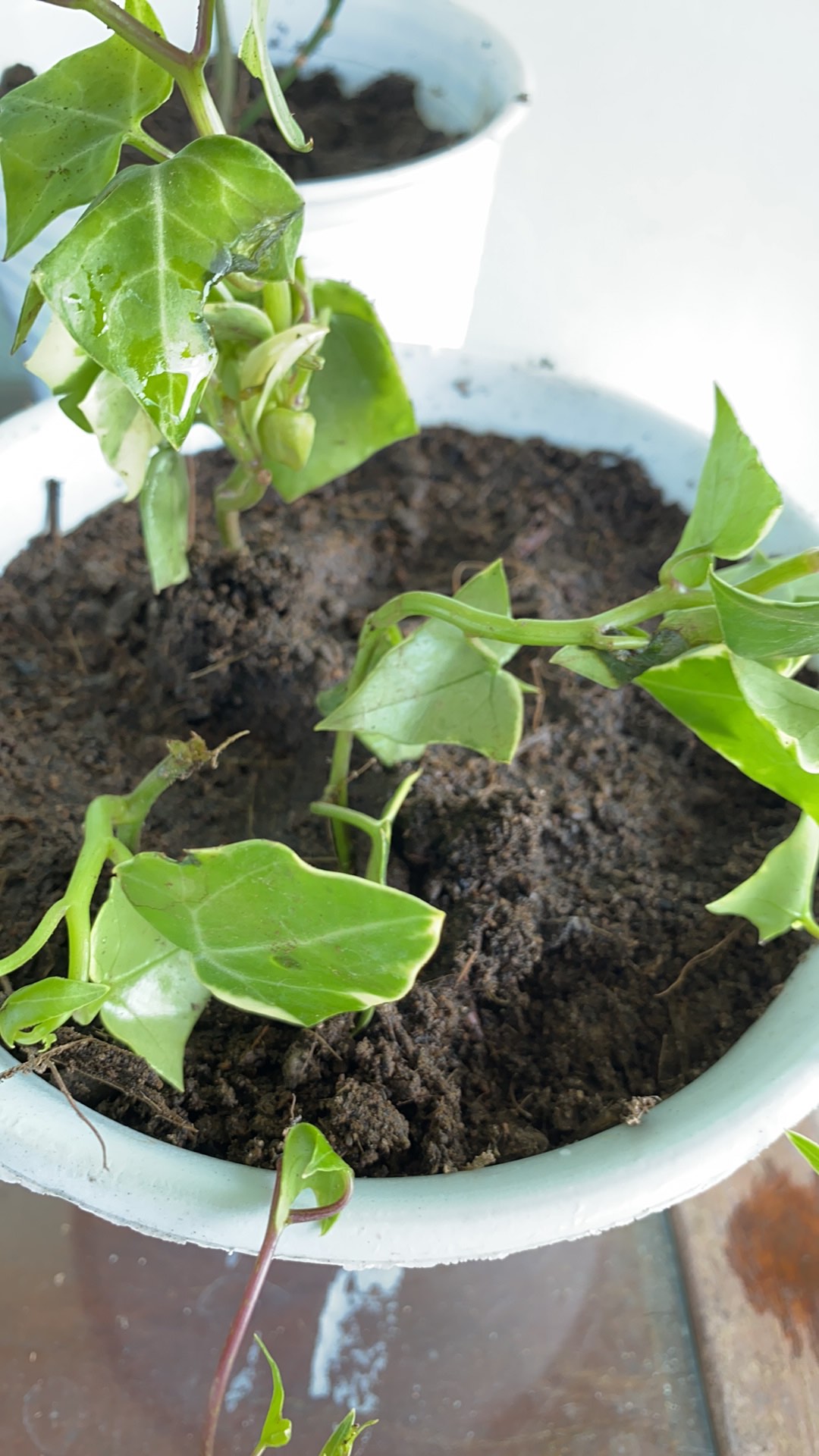 Tanaman Hias Gantung Bunga Ivy Varigata / Hedera Helix Glacier