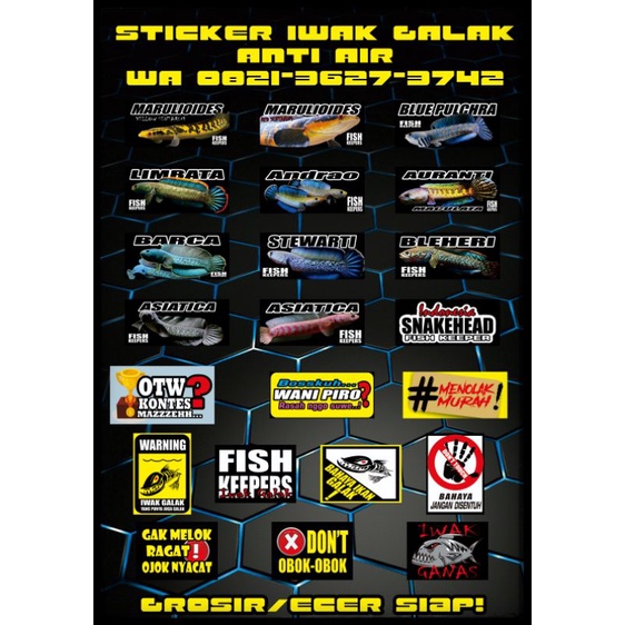 Sticker channa termurah stiker channa termurah sticker iwak galak stiker iwak galak channa marulioides yellow sentarum limbata asiatica blue pulchra  andrao stewarti bleheri auranti red sentarum sticker predator stiker predator