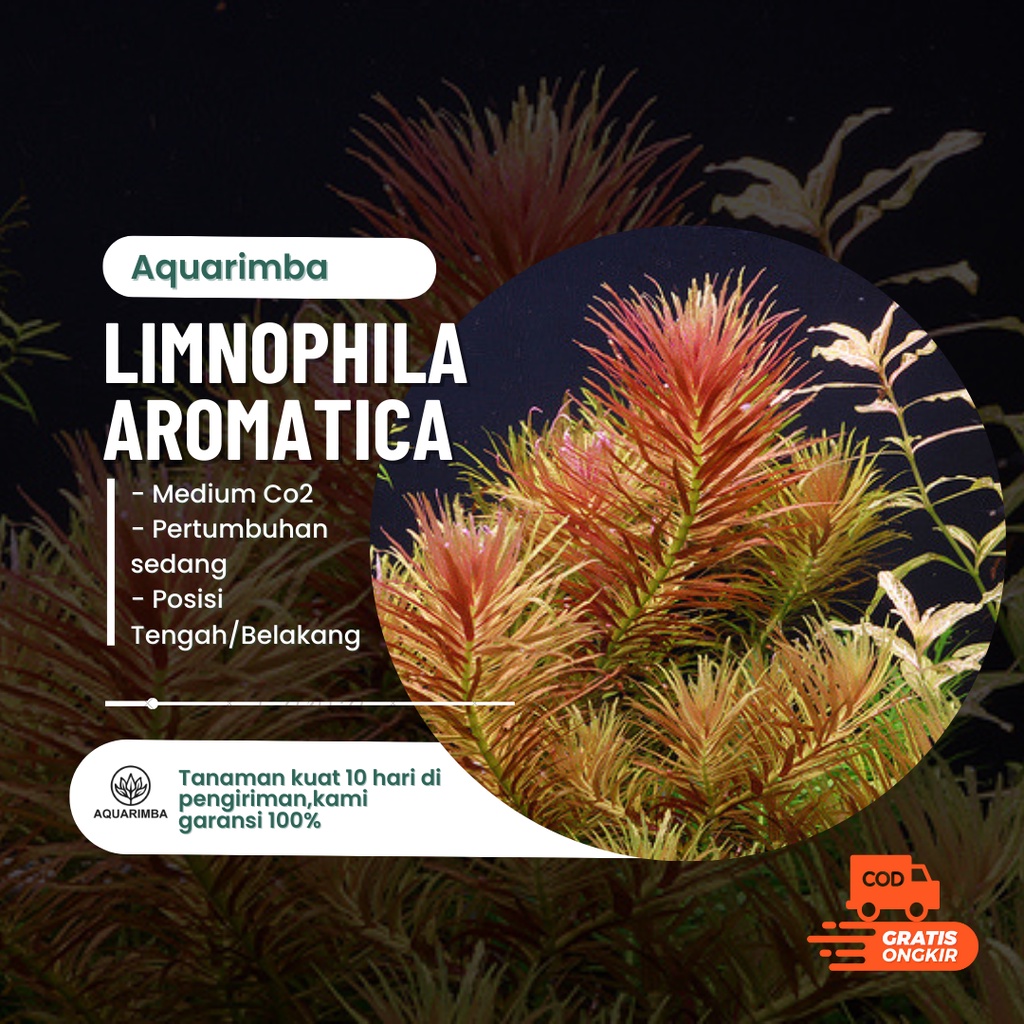 Limnophila aromatika - tanaman aquascape