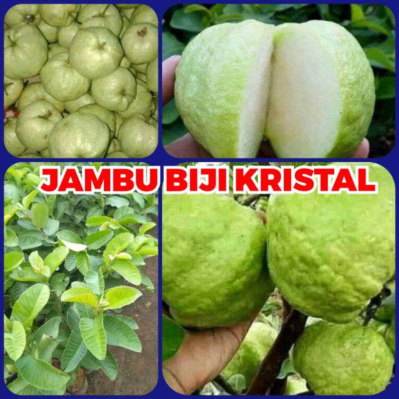 Jual Bibit Jambu Biji Kristal Crystal Tanpa Biji Hasil Cangkok Bisa