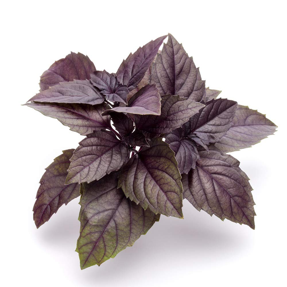 Benih Bibit Biji - Basil Red Rubin (Ocimum basilicum 'Purpurascens') Herb Seeds - IMPORT