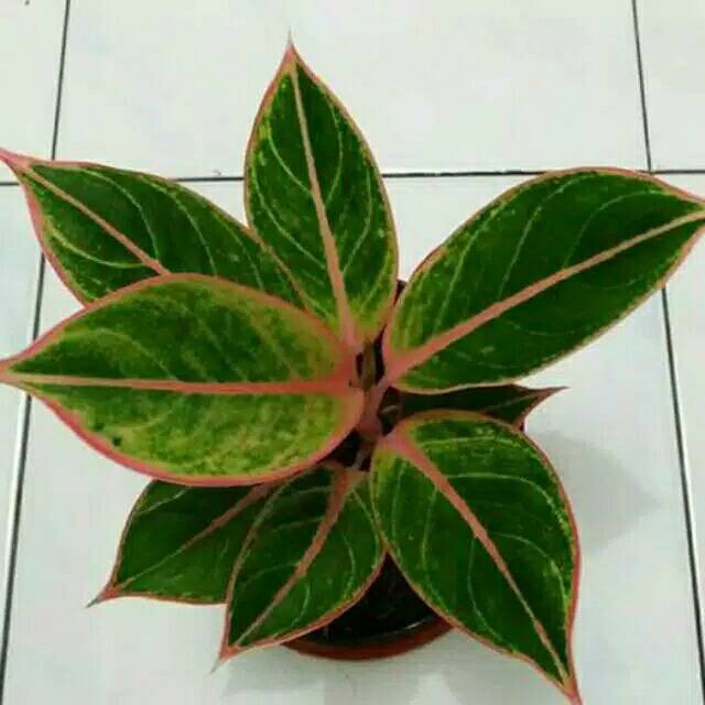 Tanaman hias aglonema  lipstick  clasik aglaonema  aglo 