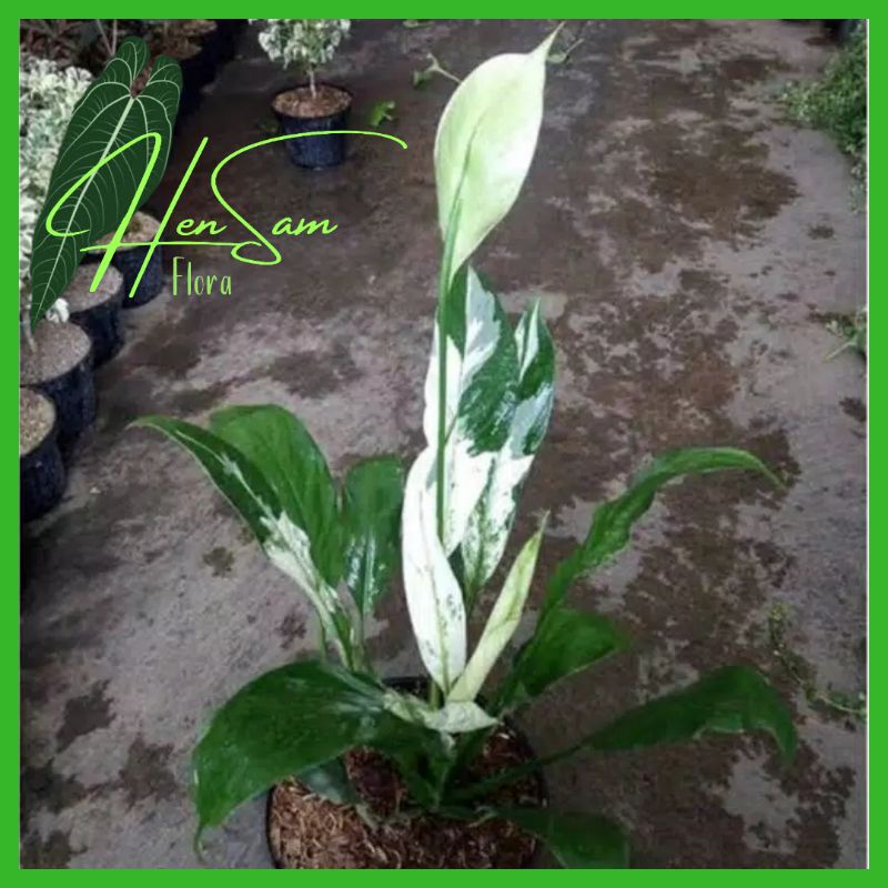 BUNGA SEPATU FILUM VARIGATA - BUNGA PEACE LILY VARIGATA