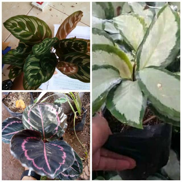  Paket  3 tanaman hias calathea  tanaman hias calathea  black 