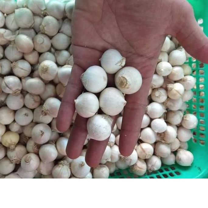 

Buruan Beli Bawang putih lanang / kulit putih besar 1kg impor produck terlaris