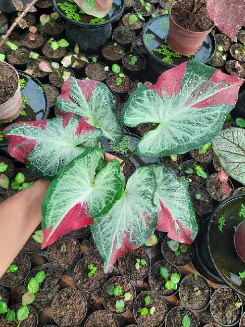 Tanaman Hias Keladi Cat Tumpah / Tanaman Hias Anakan Keladi Shycoll Murah / Bunga Hidup Murah(Caladi