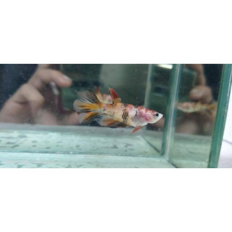 ikan cupang female halfmoon nemo multy