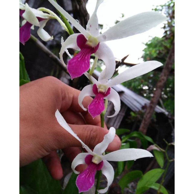 Anggrek Dendrobium Mesagnil