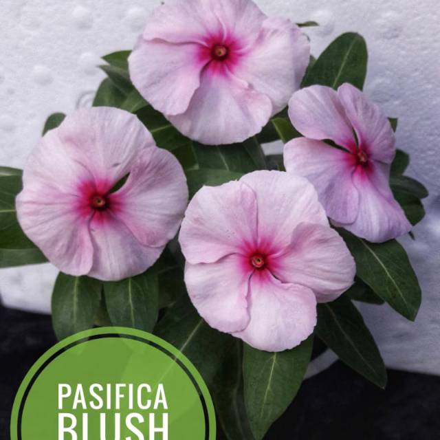 Benih Vinca Tegak / Vinca Pasifica Blush
