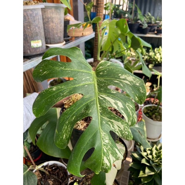 Tanaman Indor Monstera Deliciosa Varigata (Daun 1) bermata dan bonggol