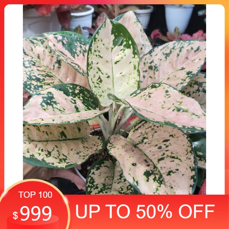 bonggol aglonema suksom white