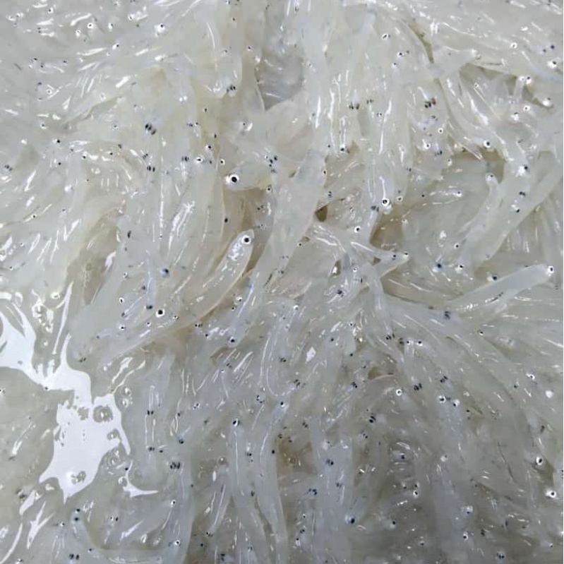 

Ikan Segar Teri Nasi Basah Tawar Ikan Laut cocok untuk MPASI