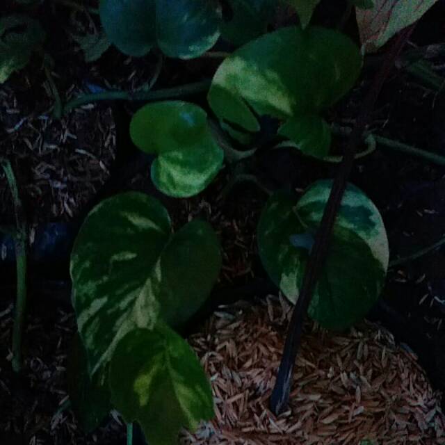 Epipremnum aureum golden