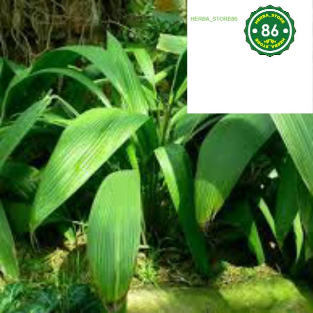 

Bahan bungkus bacang/bakcang daun curculigo/congkok segar