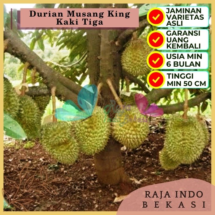 Bibit Tanaman Buah DURIAN MUSANG KING KAKI 3 Premium