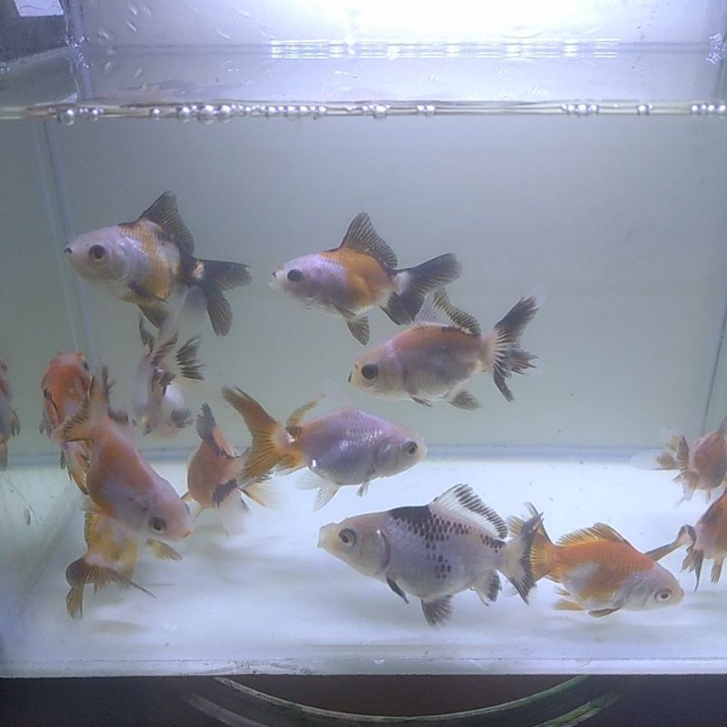 

koki oranda panda 3color