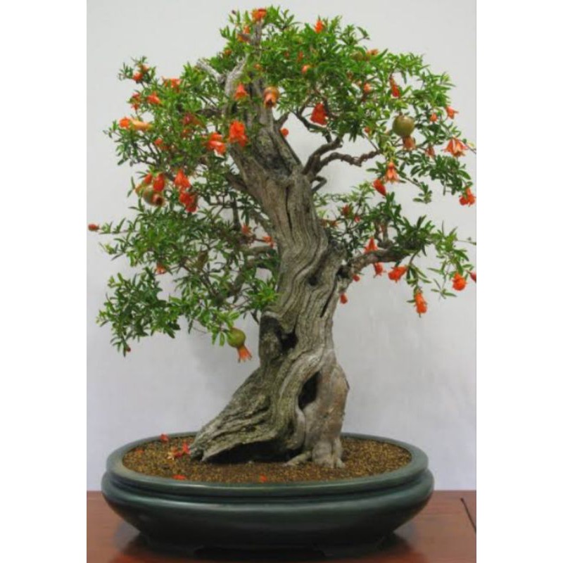 Biji Bonsai DEWANDRU