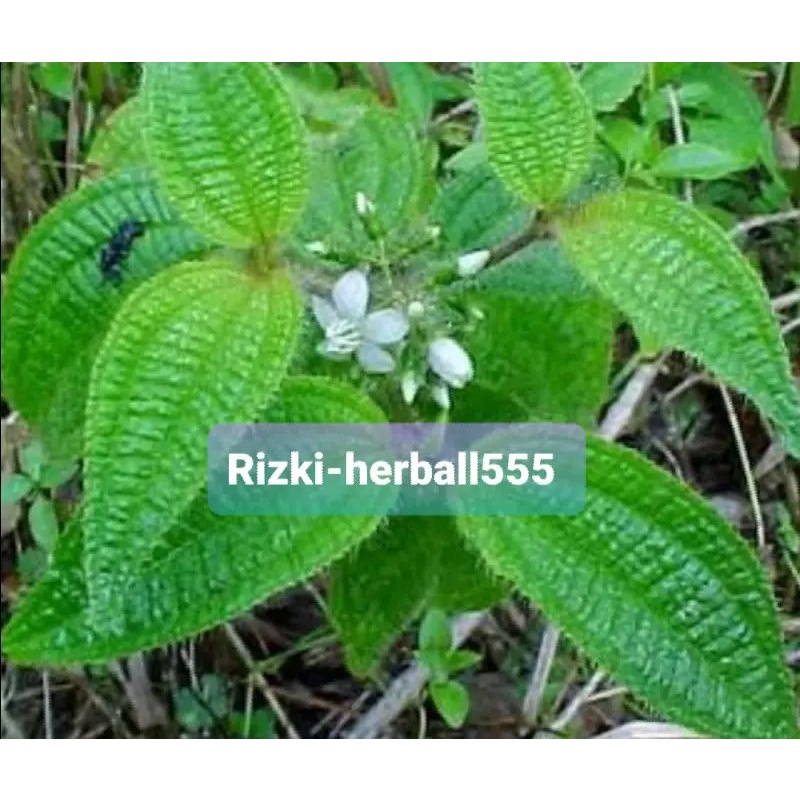 

daun semaggi denduduk atau harenong segar 500 gram