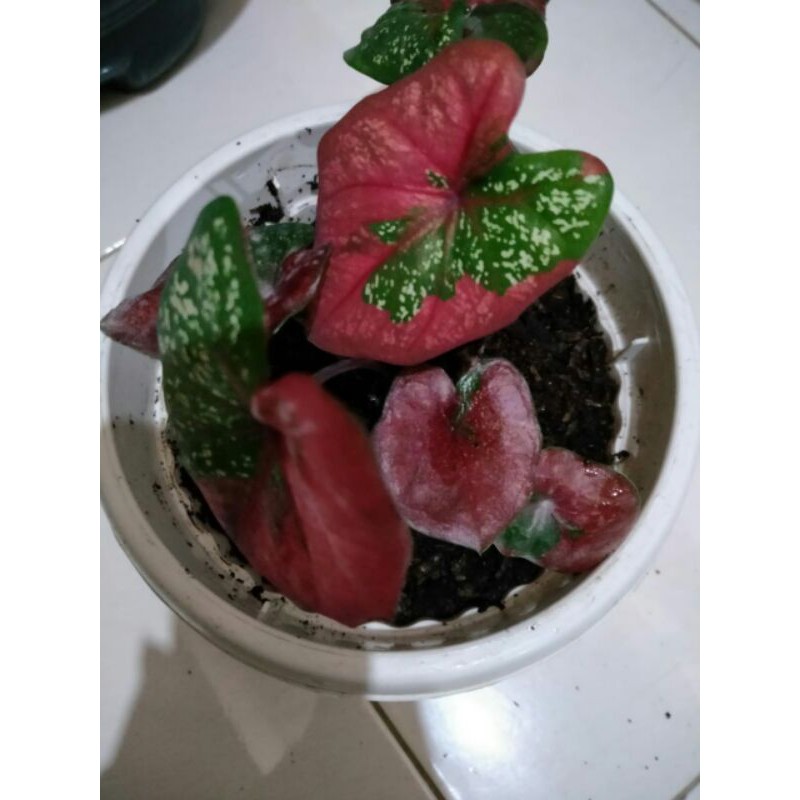 KELADI BARET -  CALADIUM BARET MURAH - KELADI BARET MERAH HIJAU - KELADI MURAH - KELADI SEPAROH HATI