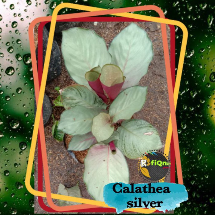Tanaman hias calathea silver/calathea silver plate/maranta silver/pohon calathea
