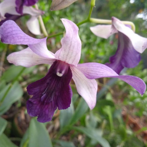 Anggrek dendrobium Indonesia Raya blue
