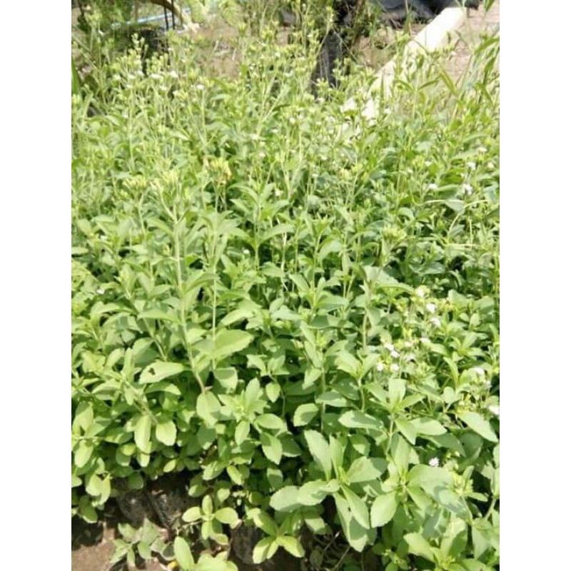 bibit stevia unggul